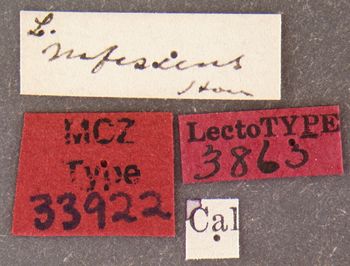 Media type: image;   Entomology 33922 Aspect: labels